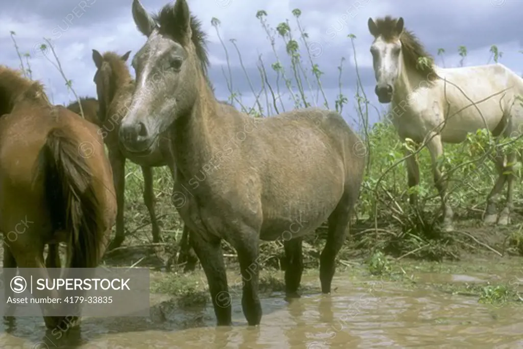 Marajoara Horses on seasonally flooded Savanna, Para, Brazil