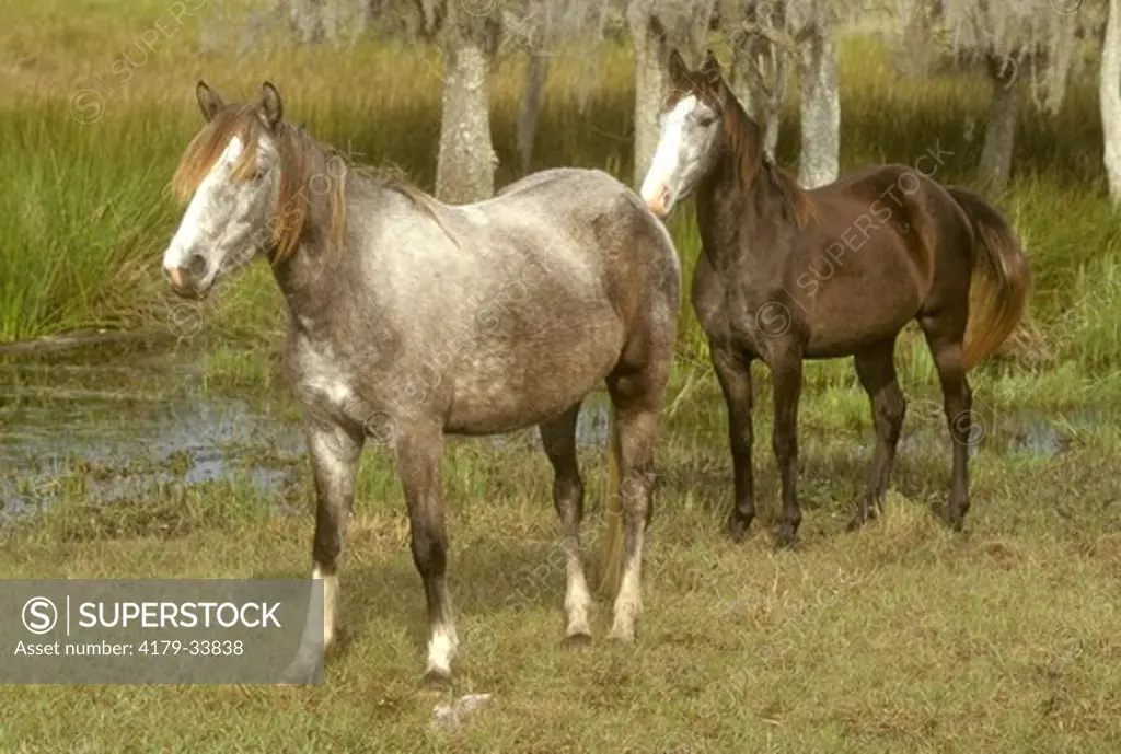 Florida Cracker Horse in Florida, Rare Breed