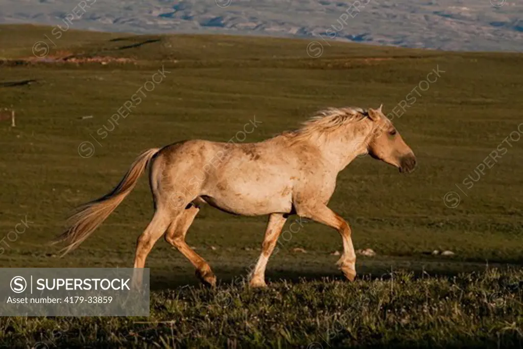 Wild Horse stallion trotting across mountain meadow in early evening; Pryor National Wild Horse Reserve, Wyoming, USA