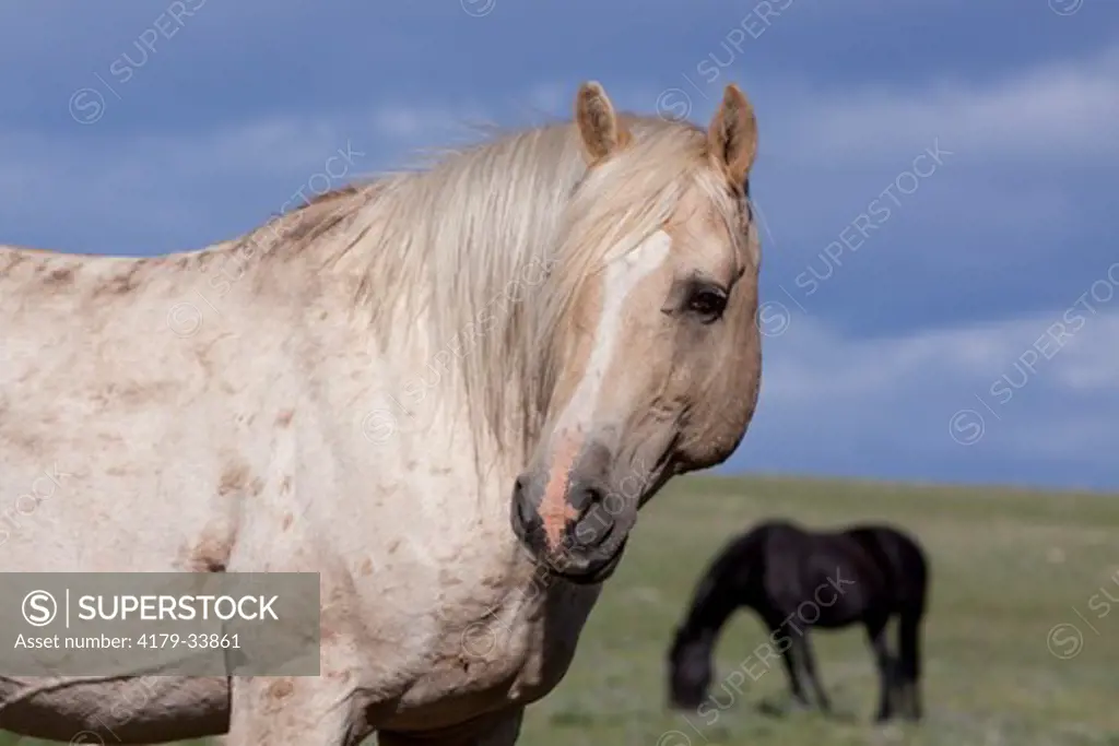 Wild Horse stallion ('Cloud') portrait; Pryor Mt. Natl. Wild Horse Range, Montana, USA