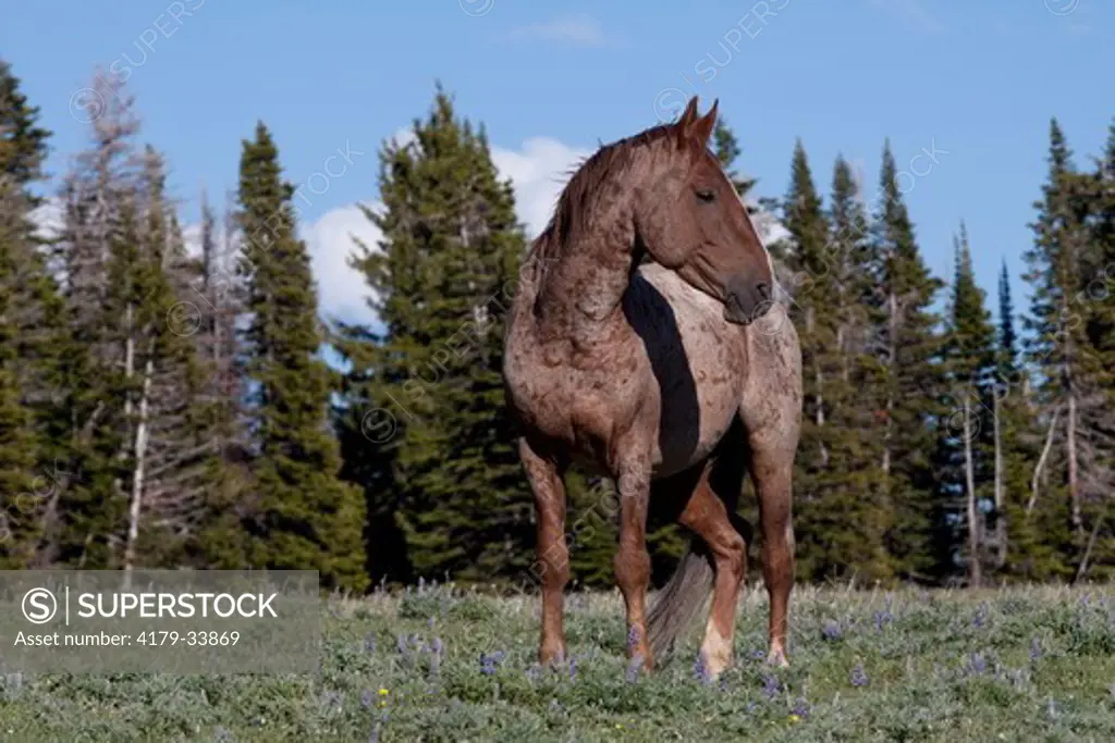 Wild horse stallion standing in mountain meadow