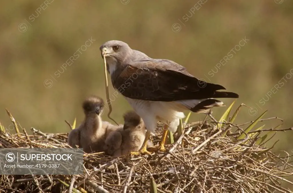 White-tailed Hawk at Nest feeding Snake to Young, TX, Texas