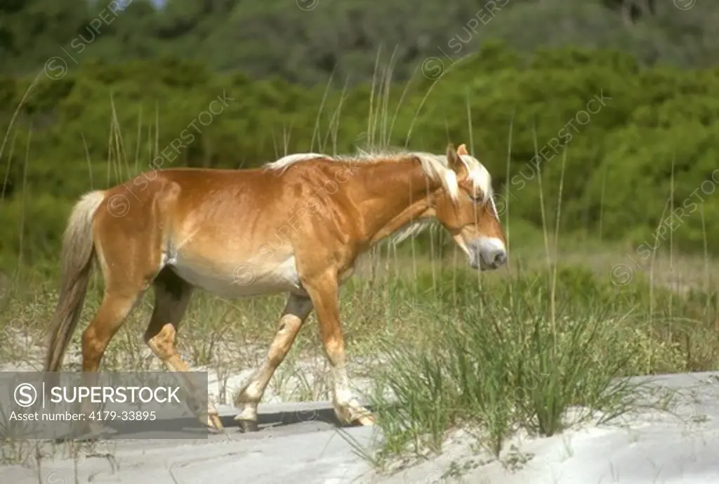 Feral Horse Cumberland Island - Georgia