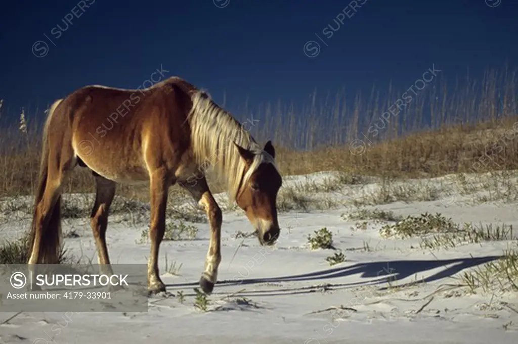 Feral Horse on Beach, Cumberland Island, Georgia