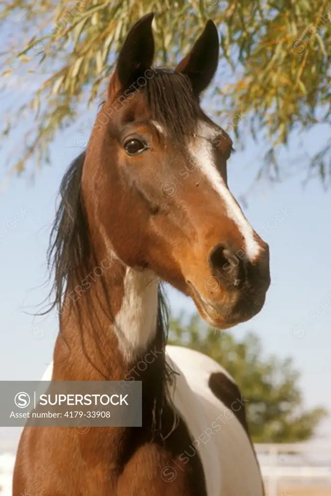 Paint/ Arab Horse, head shot (Equus), N. America, Arabia
