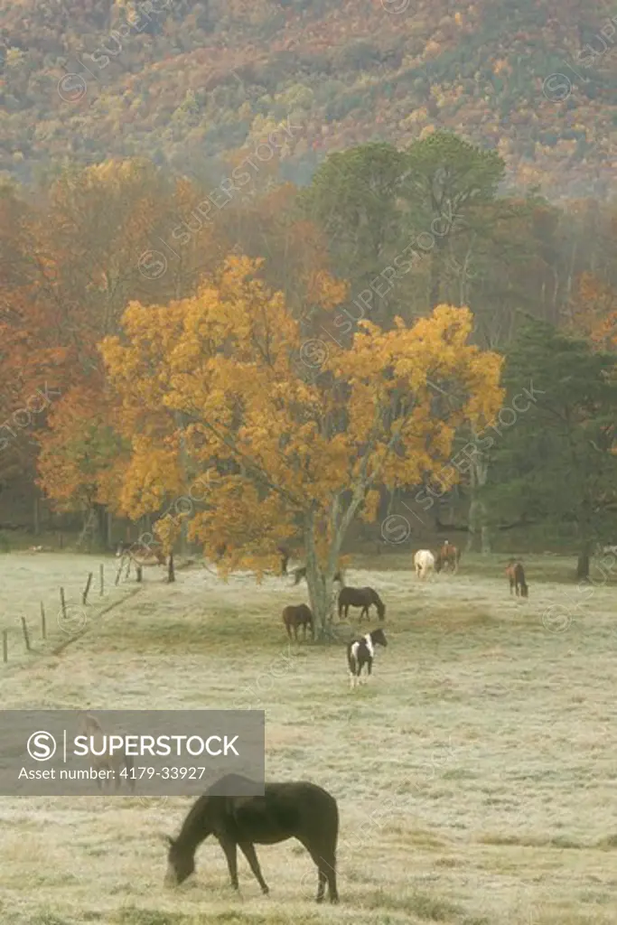 Horses On Frosty Autumn Morning Grt. Smokey Mtn. NP/TN