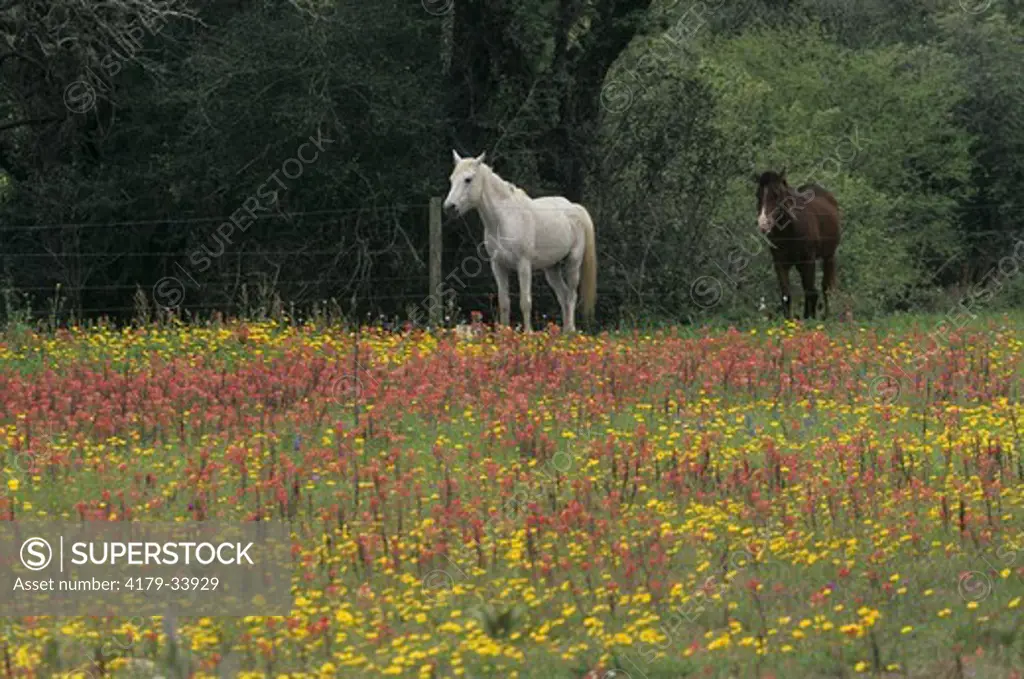 Horses & Wildflowers, Eastern Texas