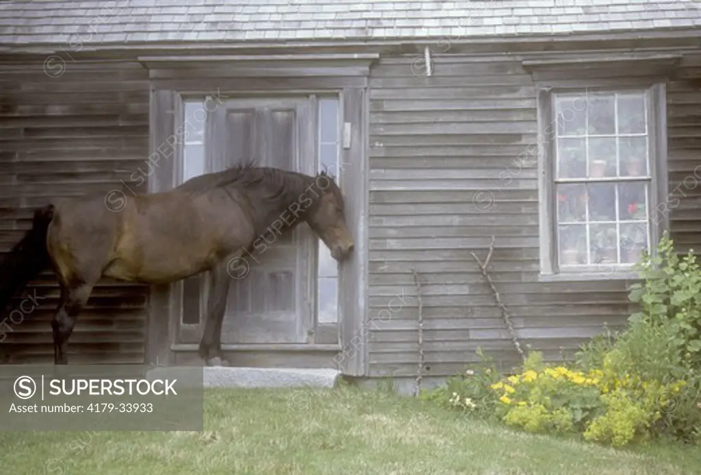 Horse Waiting at Door of House, Cushing, Maine (Andrew Wyeth)