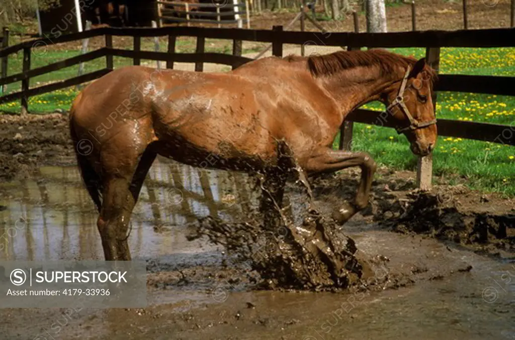 Horse stomping in mud puddle Ithaca, New York