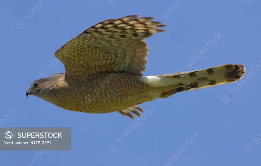 Adult female Cooper's Hawk  (Accipiter cooperii), Big Morongo Wildlife Area, Riverside County, California