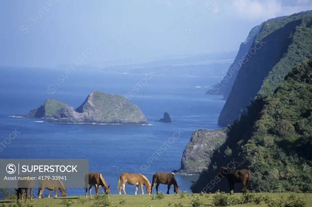 Horses graze in pasture above Poloku Valley. Pacific Ocean meets Kohala MTs in bg. Big Island of Hawaii