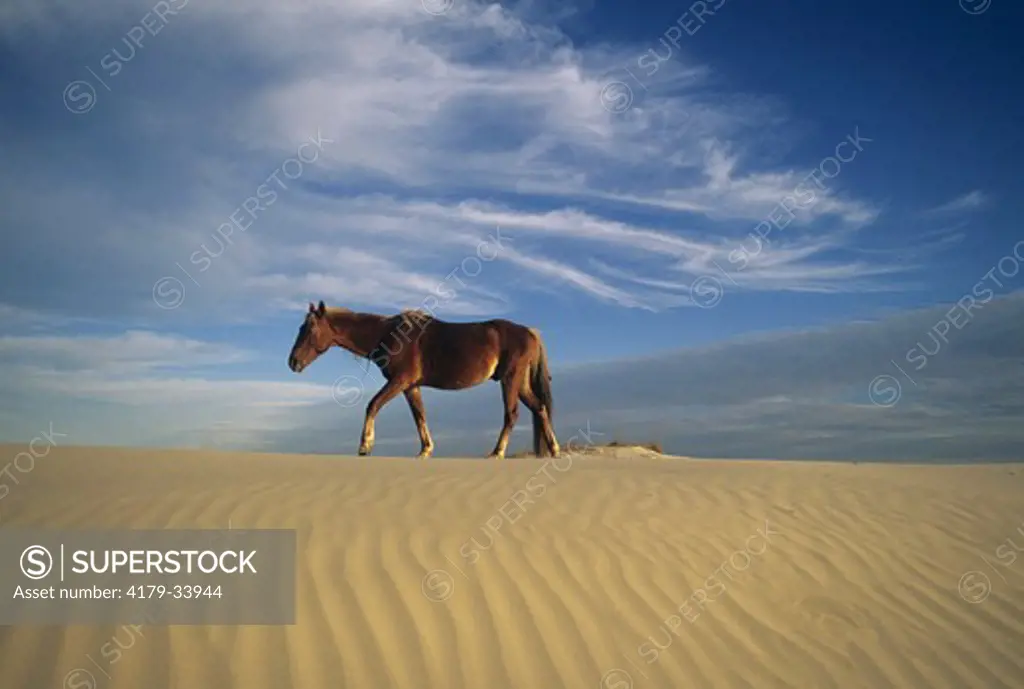 Horse & Sand dunes Cumberland Island - Georgia