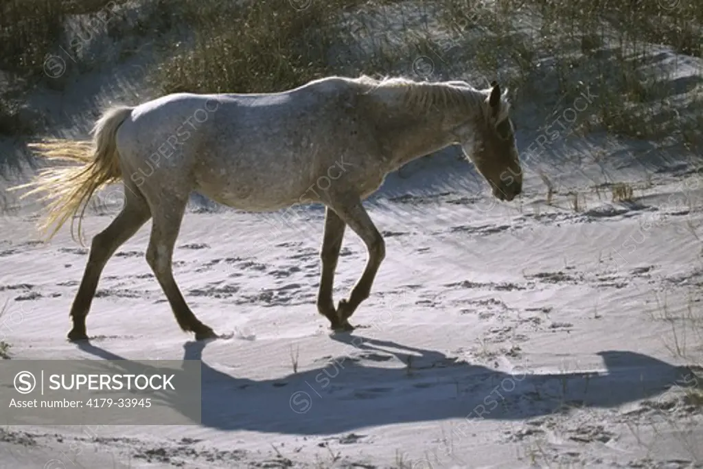Feral Horse walking on dunes Cumberland Island - Georgia