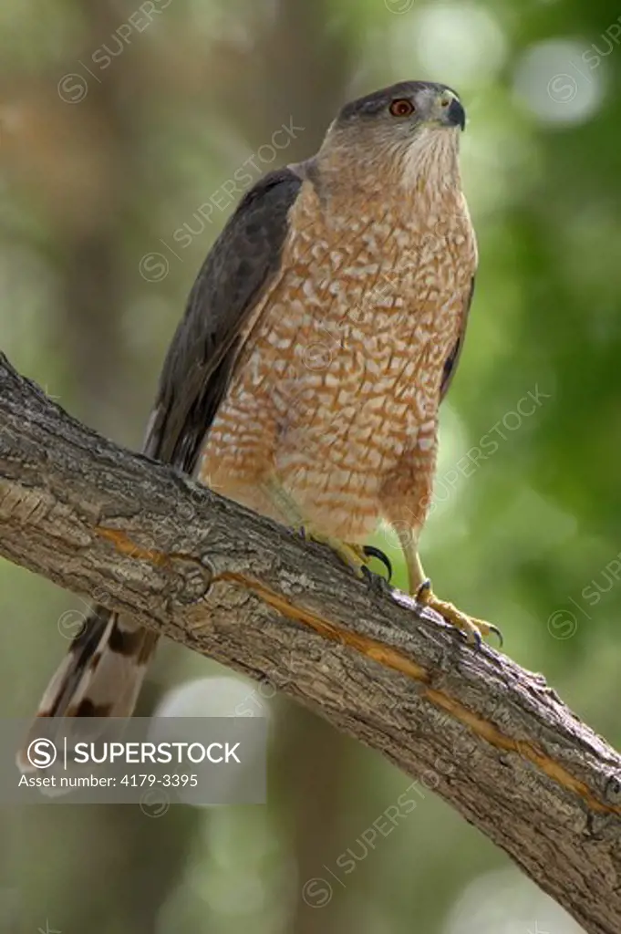 Adult female Cooper's Hawk (Accipiter cooperii) Riverside County, California, USA