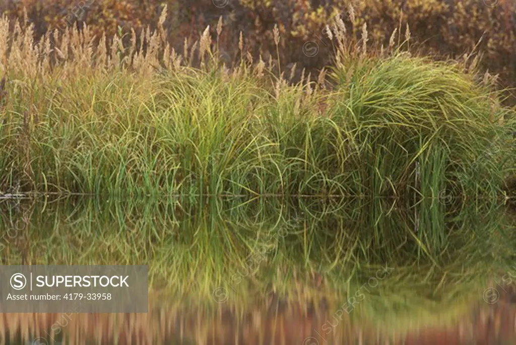 Reflections in Glacial Kettle Pond, in Autumn Tundra, Denali N.P., AK