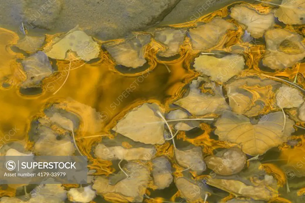 Cottonwood Leaves in Puddle with Reflection of Canyon, Zion N.P., UT