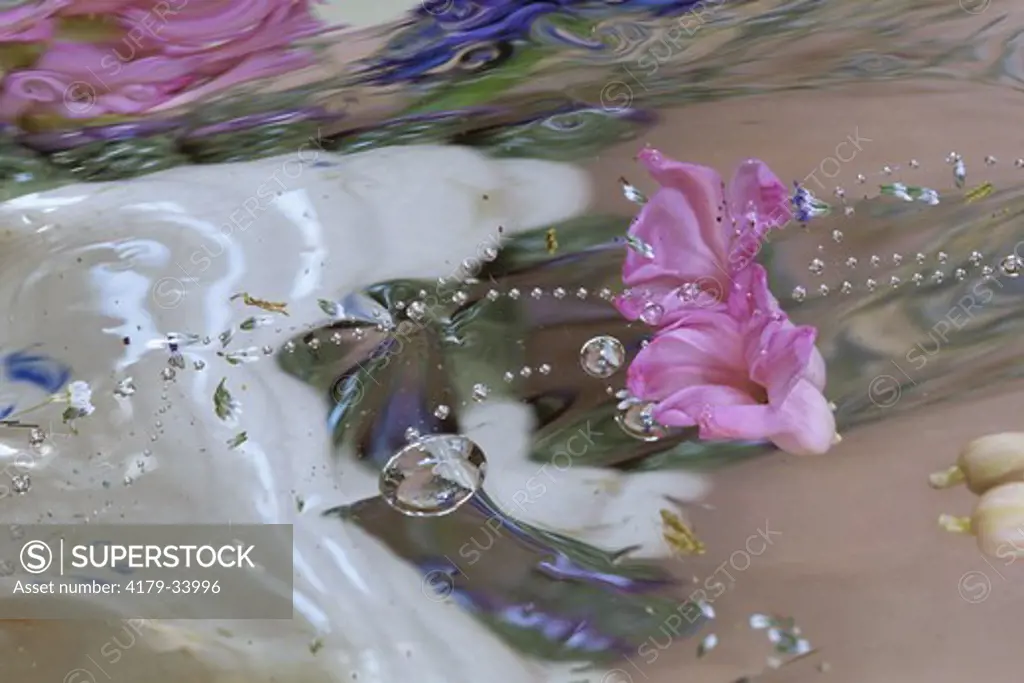 Hyacinth Flowers in Reflections