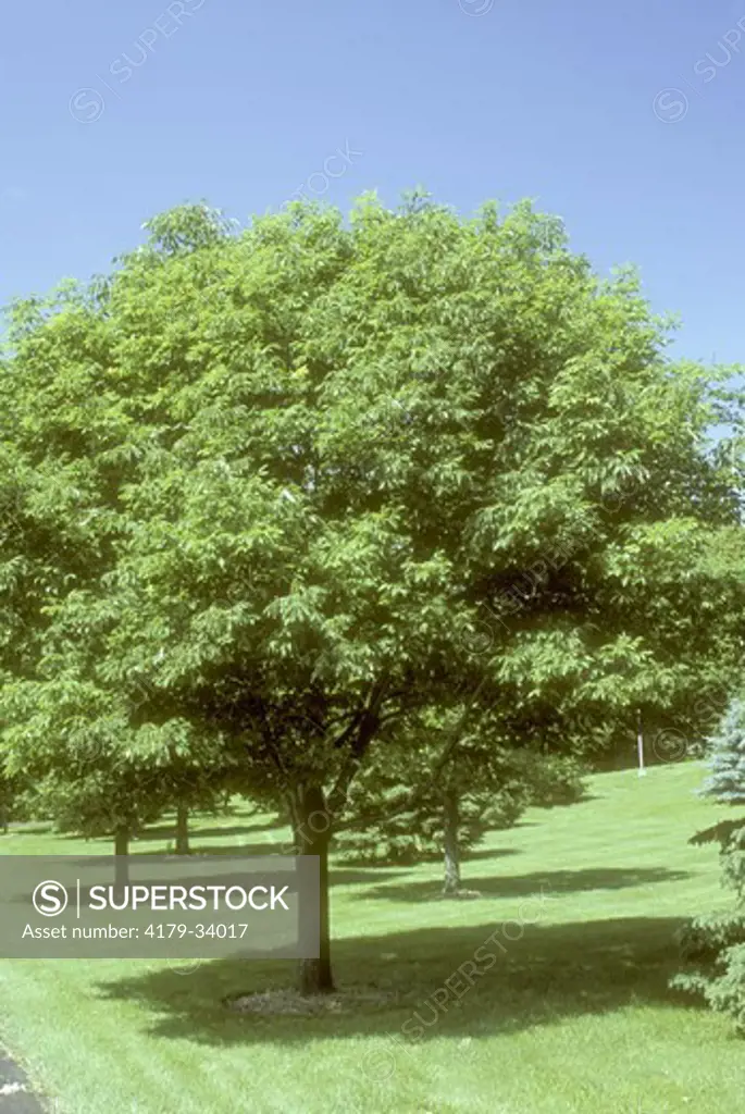 White Ash Tree with Shadow (Fraximus americana), used for Baseball Bats, Dayton, OH. Ohio