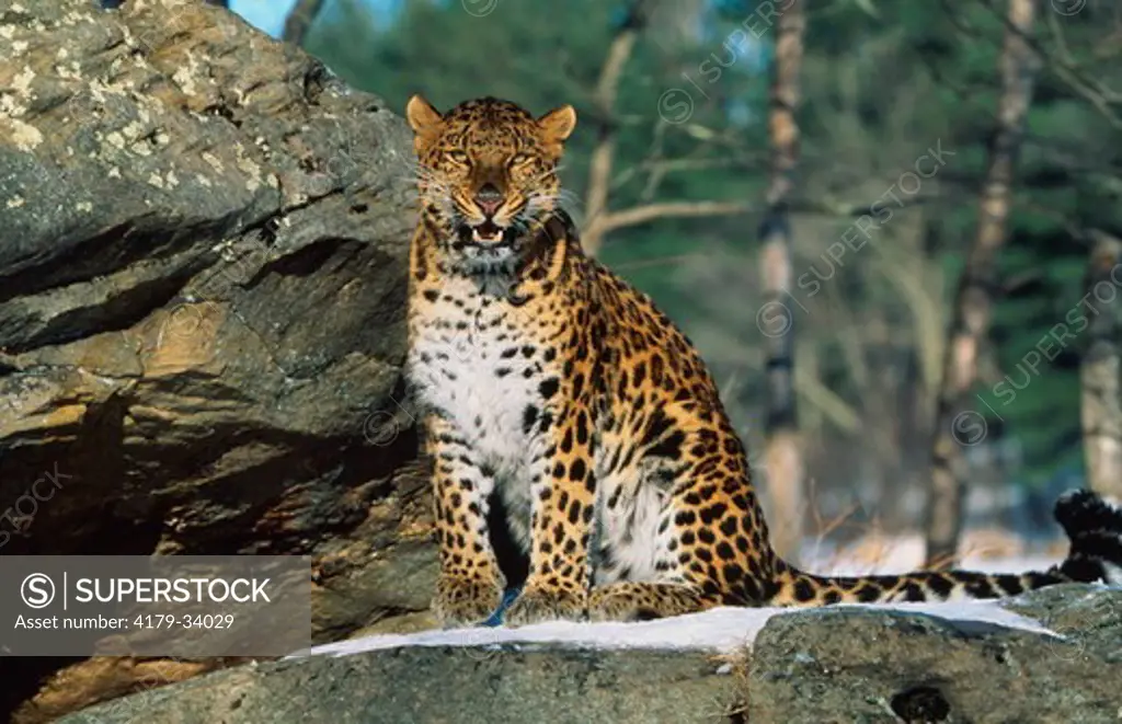 Amur Leopard (Panthera pardus orientalis) Endangered Species