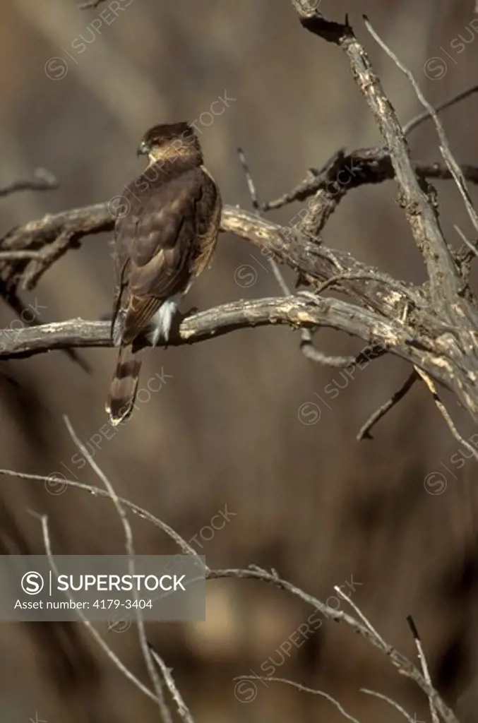 Cooper's Hawk (Accipter cooperii) Bosque Del Apache NWR, NM
