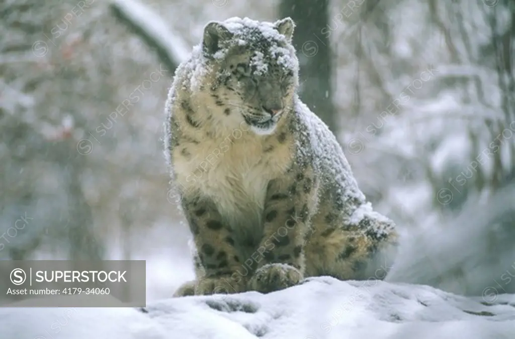 Snow Leopard            IC (Panthera uncia) Bronx Zoo, NY