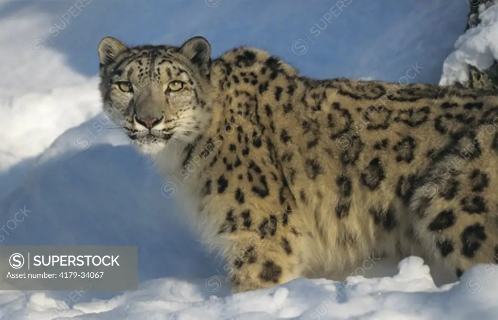Snow Leopard  (Felis unica)  Central Asia