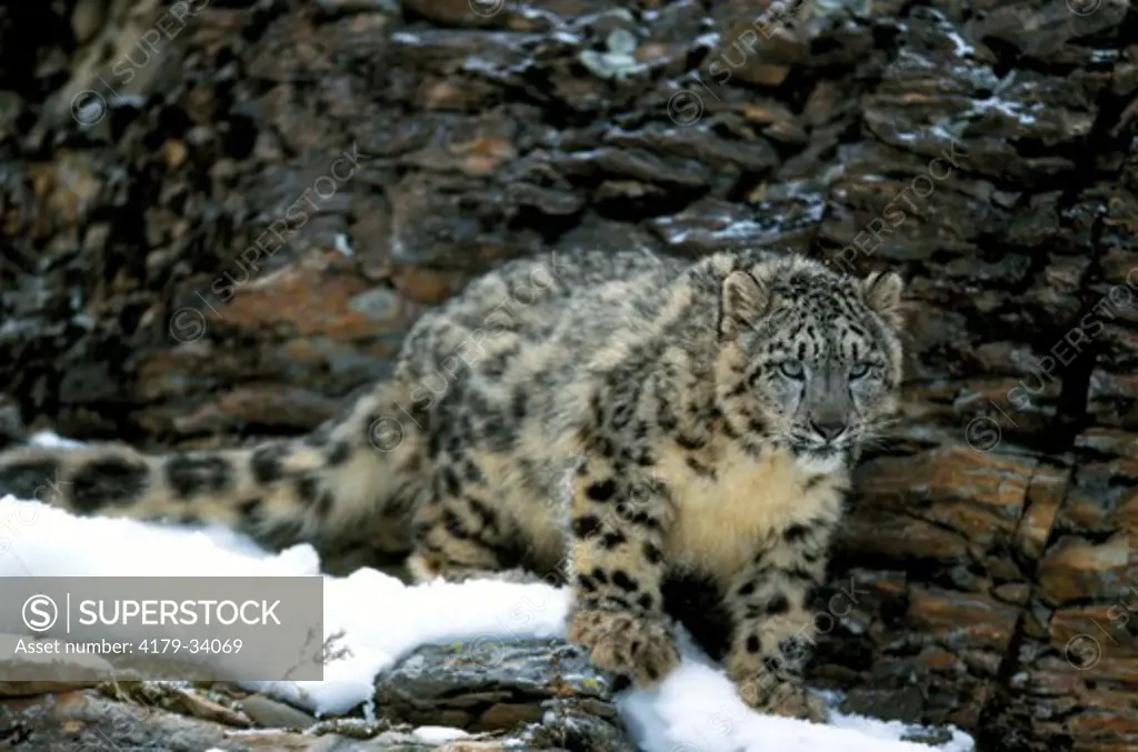 Snow leopard (Uncia uncia) native to Altai  Himalayas