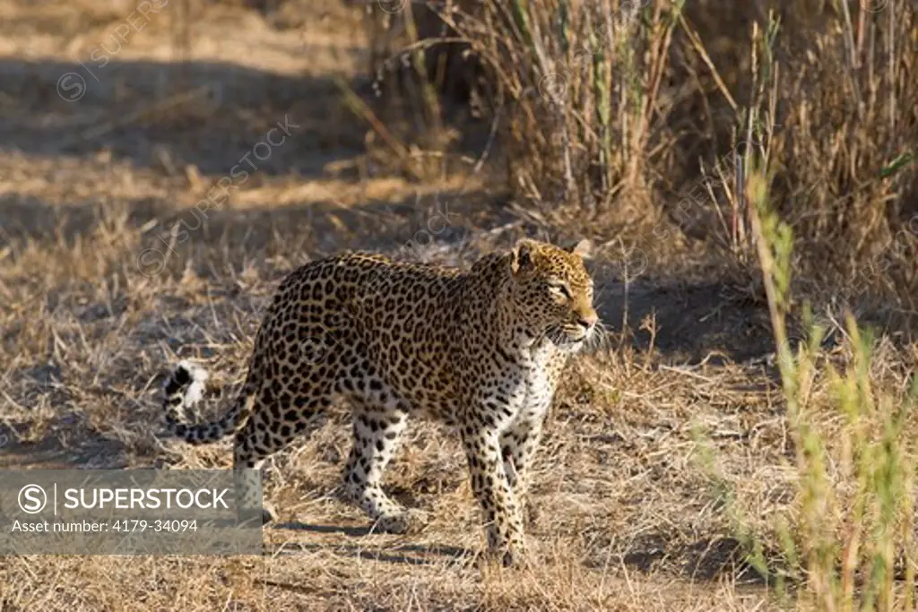 Leopard (Panthera pardus) Mala Mala Game Reserve,  South Africa