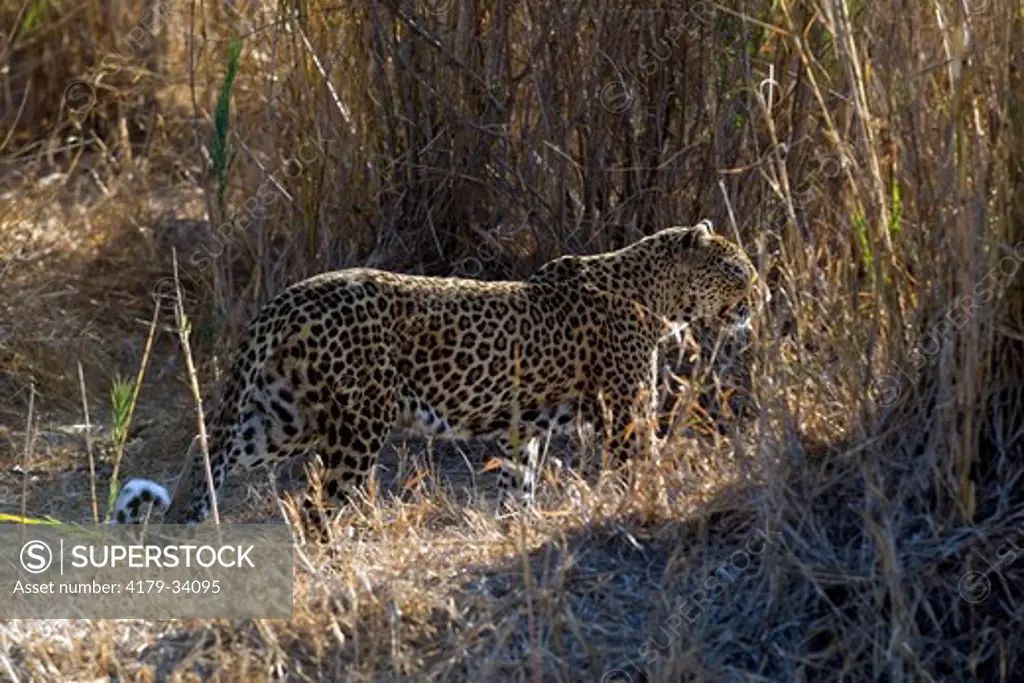 Leopard (Panthera pardus) Mala Mala Game Reserve  South Africa