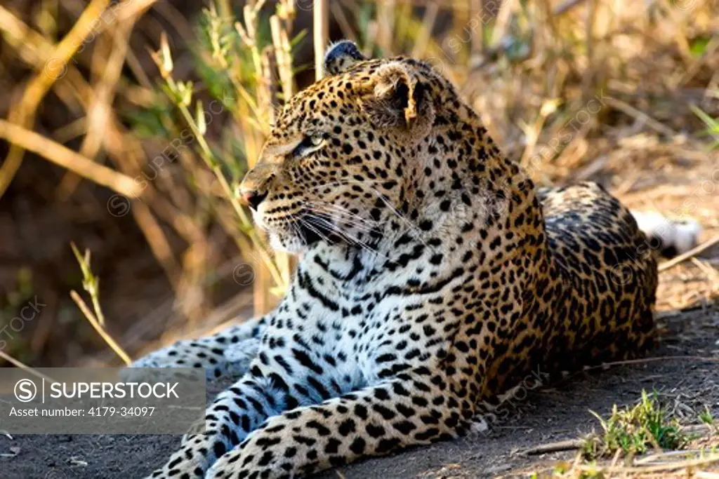 Leopard (Panthera pardus), male, Mala Mala Game Reserve,  South Africa