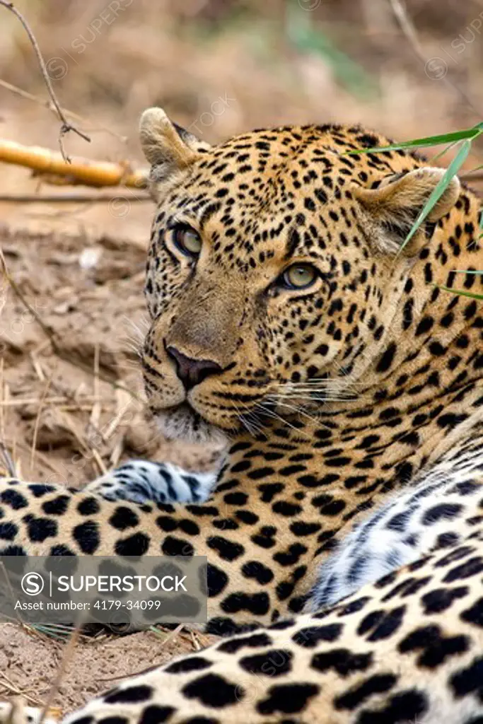 Leopard (Panthera pardus), male, Mala Mala Game Reserve,  South Africa