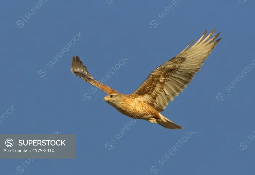Adult Ferruginous Hawk (Buteo regalis), Riverside County, California
