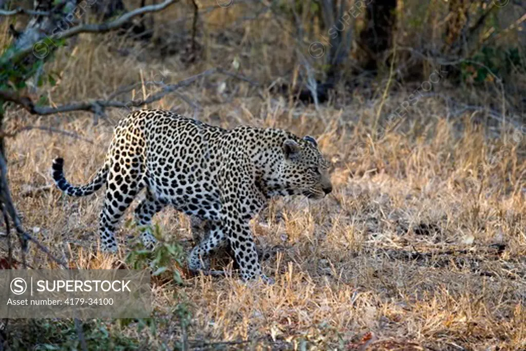 Leopard (Panthera pardus) Mala Mala Game Reserve,  South Africa