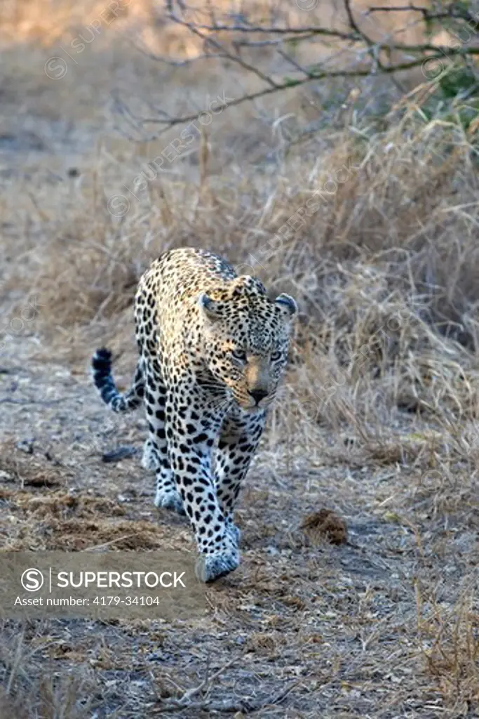 Leopard (Panthera pardus) Mala Mala Game Reserve  South Africa