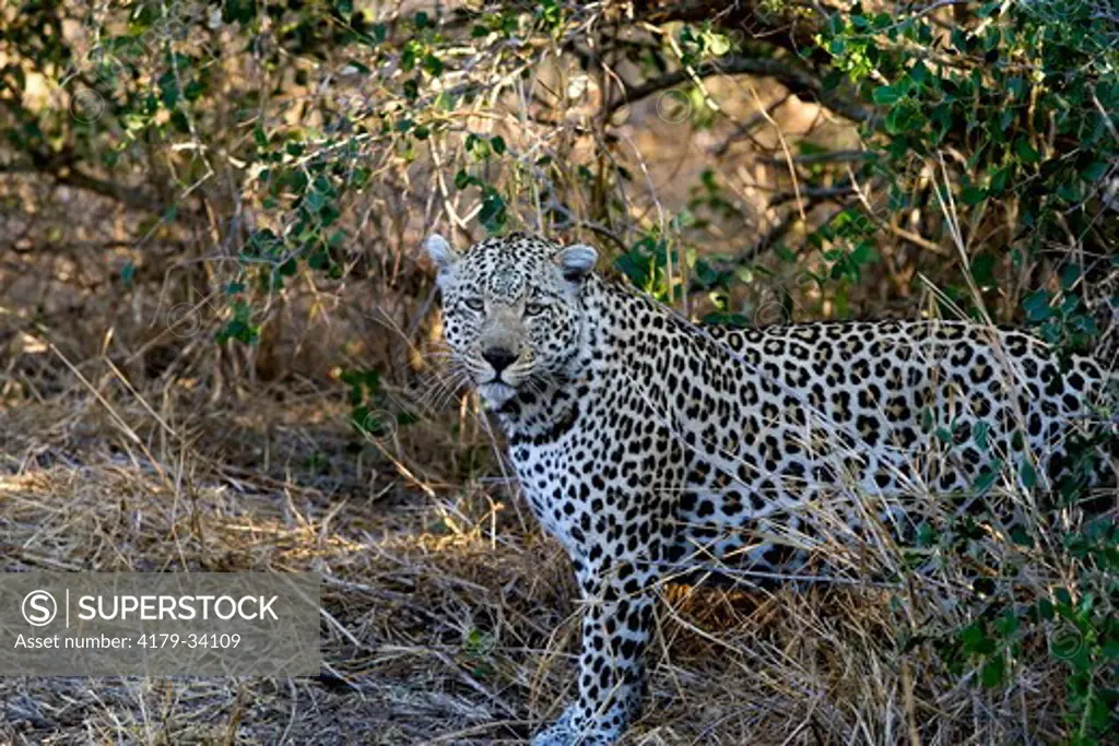 Leopard (Panthera pardus), male, Mala Mala Game Reserve, South Africa