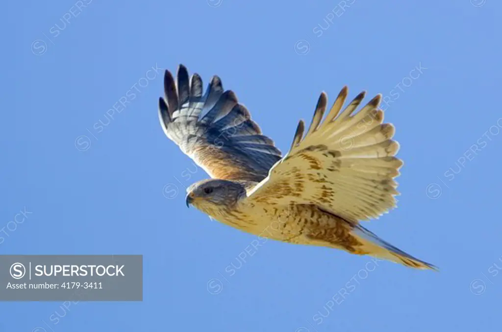 Adult Ferruginous Hawk (Buteo regalis) Riverside County, California flight