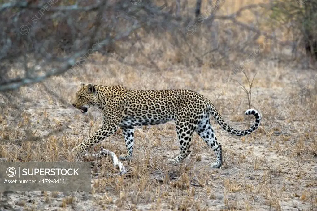 Leopard (Panthera pardus), female, Mala Mala Game Reserve, South Africa