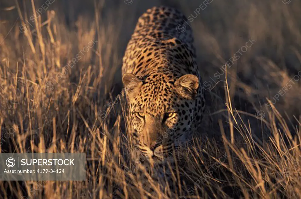 Male leopard walking in the bush Kalahari National Park -  NAMIBIA