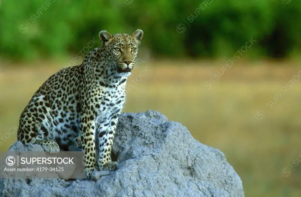 Female leopard on a termite mound look out Moremi National Park - BOTSWANA