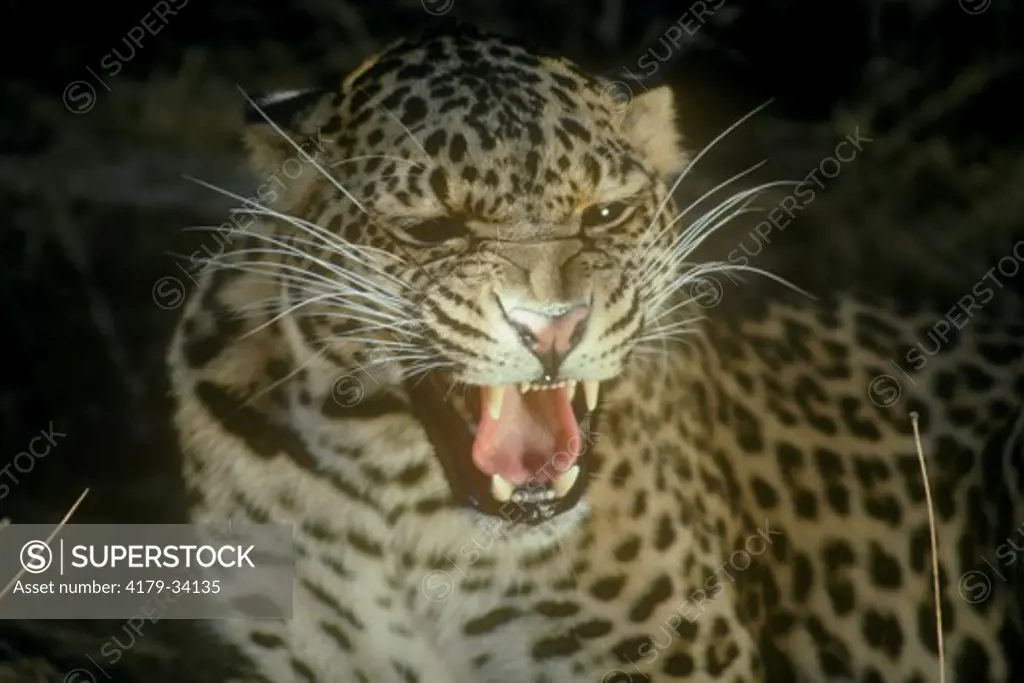 North African Leopard (P. p. pardus) Female Salinas, CA