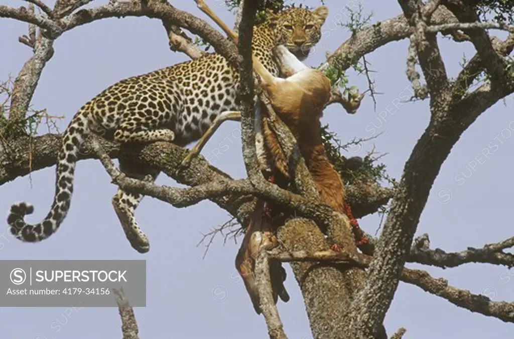 Spotted Leopard in Tree W/ T. Gazelle Kill (Panthera pardus), Samburu GR, Kenya
