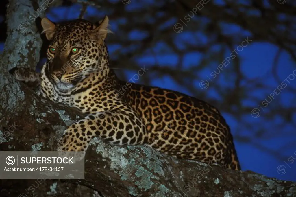 Spotted Leopard in Tree at Night (Panthera pardus), Serengeti NP, Tanzania