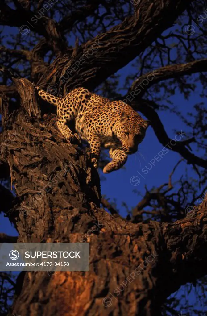 Male leopard coming down a camel thorn tree Kalahari National Park -  NAMIBIA