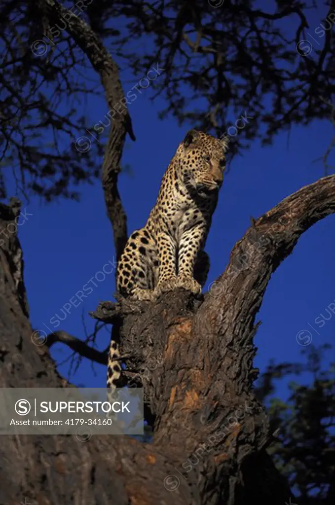 Male leopard perched on a camel thorn tree Kalahari National Park -  NAMIBIA