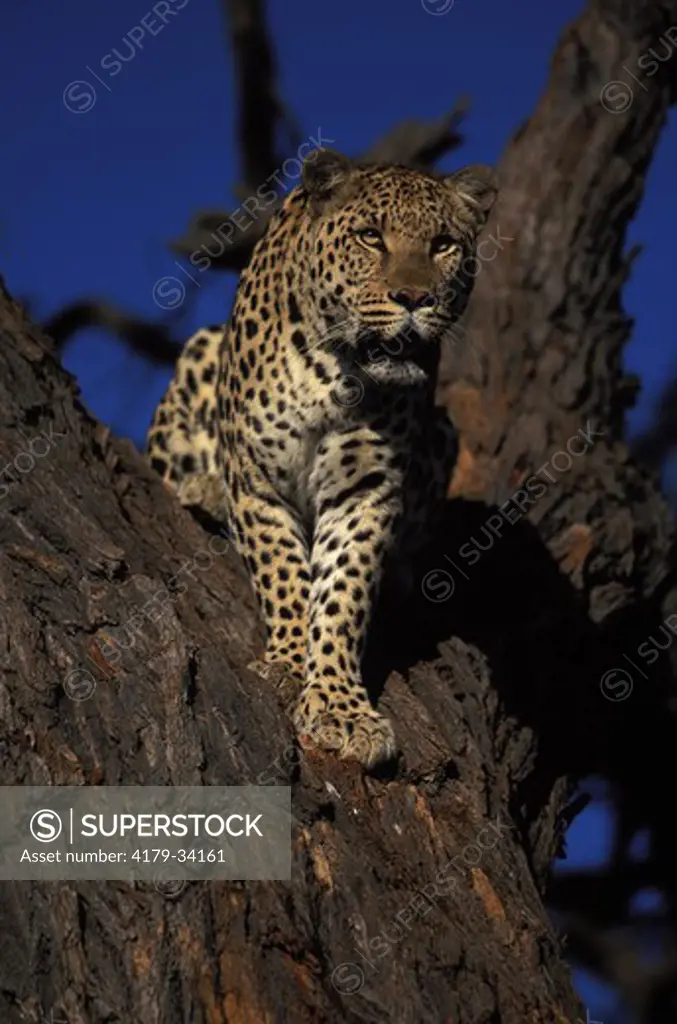 Male leopard on a camel thorn tree Kalahari National Park -  NAMIBIA