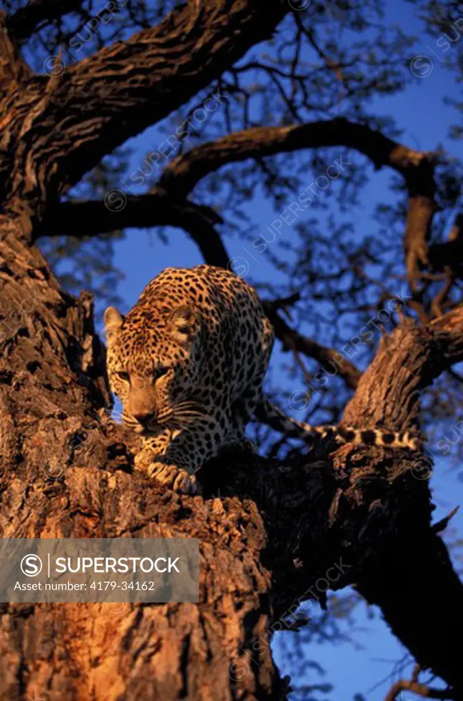 Male leopard coming down a camel thorn tree Kalahari National Park -  NAMIBIA
