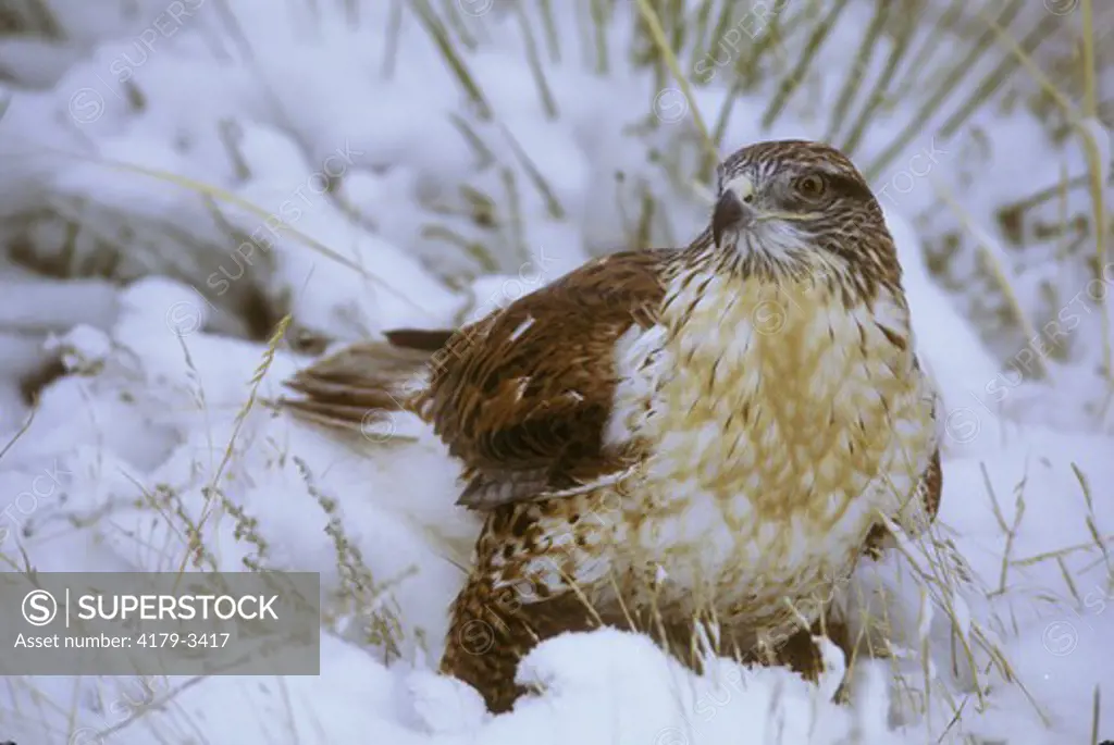 Ferruginous Hawk (Buteo regalis) in Snow Bank, Central CO, Colorado, IC
