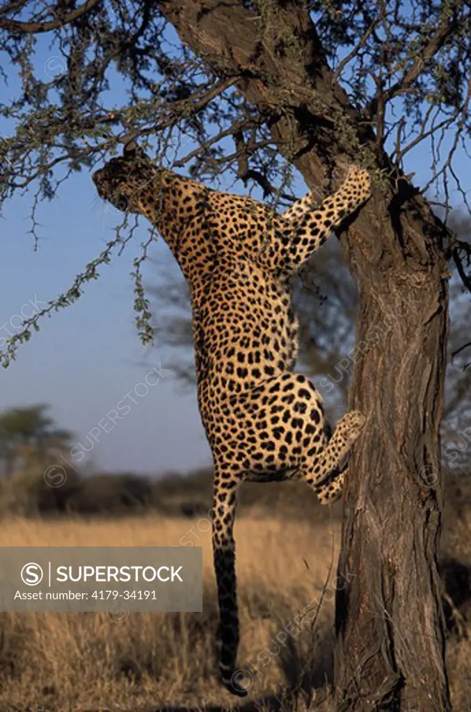 Male leopard trying to catch a bird in a tree - Kalahari National Park -  NAMIBIA