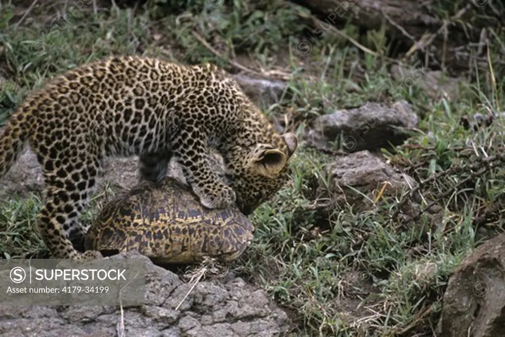 Leopard and Tortoise    (Panthera pardus) Mara, Kenya