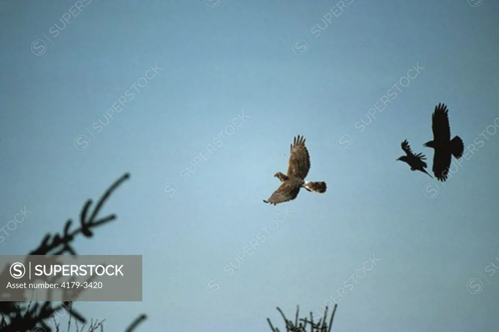 Northern Harrier Hawk (Circus cyaneus) chased by crows Juneau, Alaska